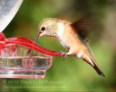 Rufous/Allen's hummingbird at feeder