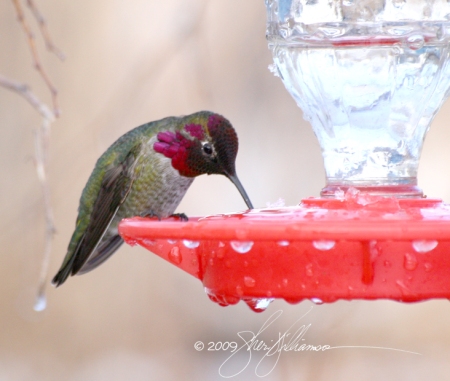 Anna's Hummingbirds are the most cold-tolerant of any North American species, but even they can't survive extended periods of subfreezing weather without help from their human hosts.