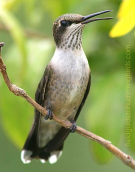 In juvenile plumage, young male hummingbirds like this Ruby-throated usually look a lot like their mothers. They also seem to leave the nest with chips on their shoulders.