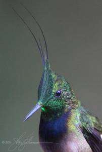 Wire-crested Thorntail, Ecuador